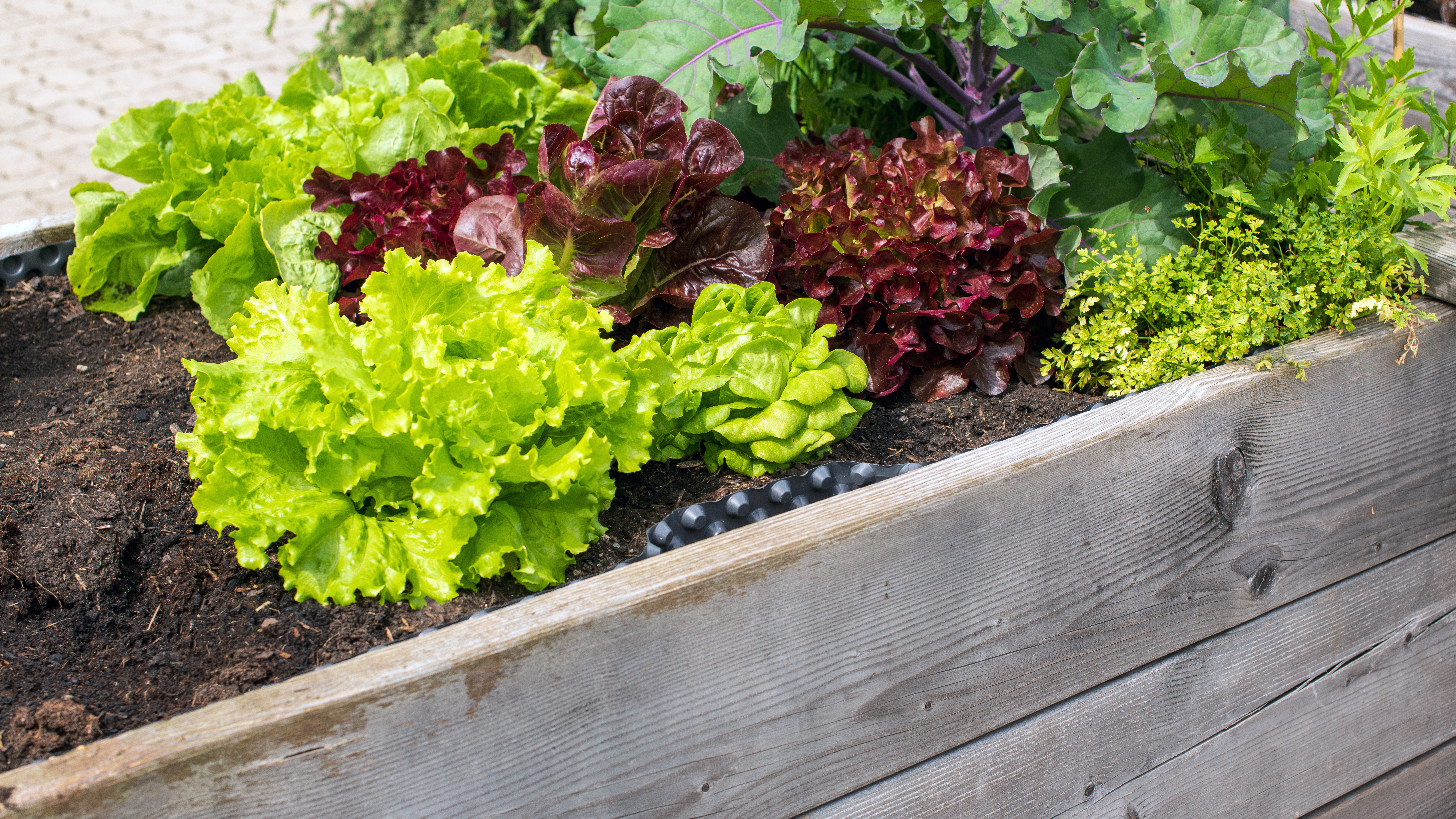 Imagem de cultivo de alimentos orgânicos em casa.